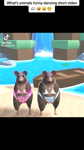 Funny Animals Dancing Compilation