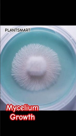 Mycelium Growth Study #mycelium #growth #study #fungi #fungus
