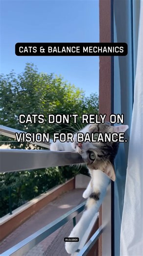 Cats don’t rely on vision for balance. Inner-ear fluid detects motion instantly.