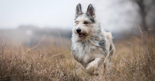 Berger picard : origine, taille et caractère