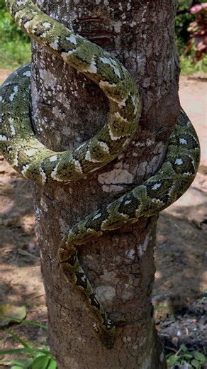 The Non Venomous Killer The Python #python #snake #reels #facts #shortvideo