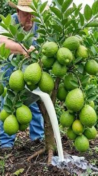 The simplest method for grafting a lemon tree to produce abundant fruit.#lemon #Grow