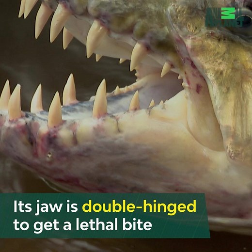 2.9M views · 7K reactions | It's the face of your worst nightmare. | River Monsters | Facebook