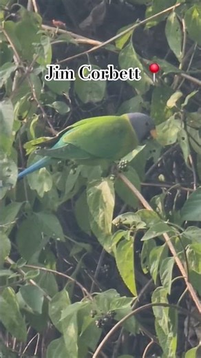 Plum-headed Parakeet bird watching jungle ride Uttarakhand india 🇮🇳