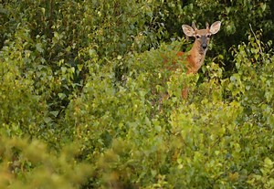 Kentucky Department of Fish and Wildlife responds to chronic wasting disease in deer near state lines