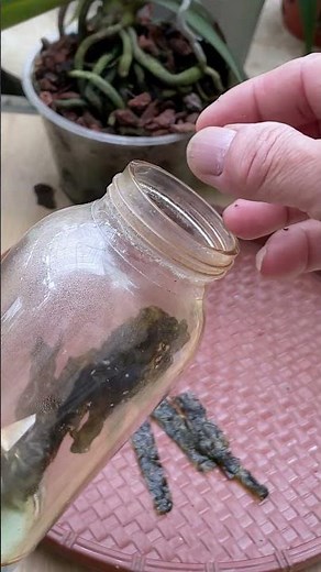 How to care for orchids to make them bloom quickly. #shorts