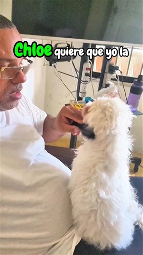 Cloy la perrita disfruta cada peinada y su pelaje blanco roba miradas 🤍🐶