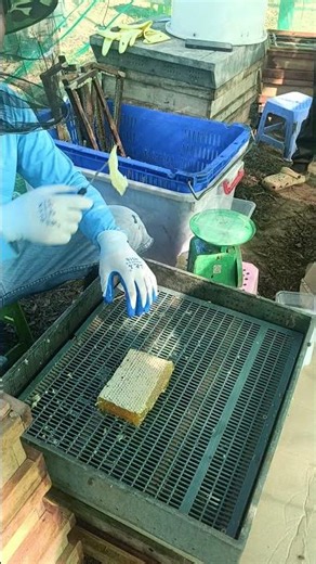 Cutting Fresh Honeycomb 🍯 Amazing Honey Harvest #shorts