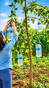 Why Are Farmers Hanging Heavy Weights On Tree Branches? By Shiksha SQUARE