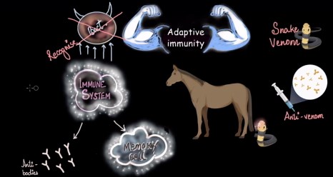 Active \u0026 Passive immunity