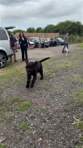Labradoodle Fede GRAND ENTRANCES 2025!!