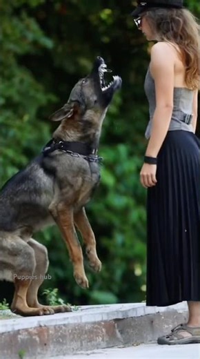 Dealing with Aggressive Dogs 🐕– Must Watch! #dogshorts #fypシ゚viral #bangladesh