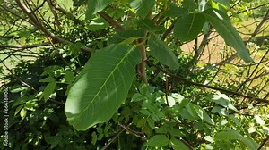 Walnut tree leaves in sunlight. Stock Video