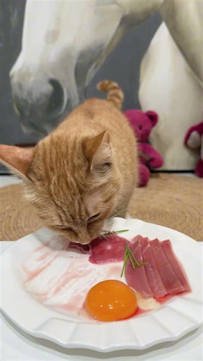 Cute cat to explode show my pet healing new owner cuteness