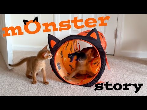 Funny Abyssinian Kitten Meets the Tunnel Monster 🤣