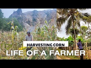 Vietnam Village Life - Harvest corn, feed pigs and chickens at the farm