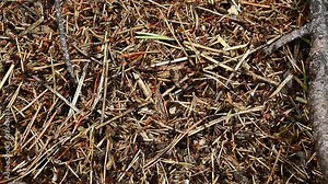 Forest ants Formica rufa run on the murrium.