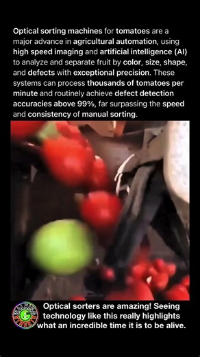 How Machines Sort Tomatoes By Color Size And Quality
