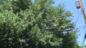 Neighbors concerned with tree branches hitting power lines, sparking