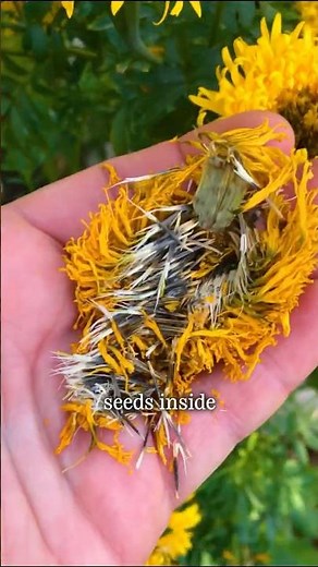 How to get free seeds for life!