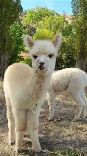 🦙 5 Amazing Facts About Alpaca!