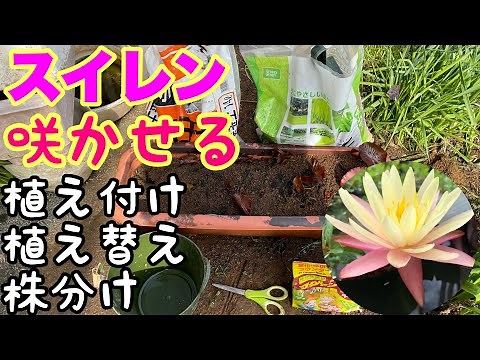 [A must-see for water lily beginners] How to repot, plant, and divide water lilies! How to plant ...