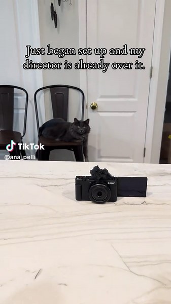 Another day of my existence being judged #fyp #funny #cat #foryoupage #catsoftiktok