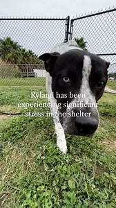 🚨 URGENT: RYLAND HAS A 48-HOUR DEADLINE! 🚨 Meet Ryland, the charming Blue Heeler Australian Cattle dog with a heart of gold and a dash of independence! 🐾 In the next 48 hours, it’s crucial we find Ryland a home because of his severe kennel anxiety. He constantly bites at the glass of his kennel, barks non-stop, and jumps incessantly, which could harm his long-term mental and physical health. This makes finding him a loving home quickly absolutely essential! If adoption or fostering isn’t poss