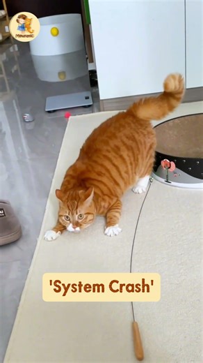 Orange Cat OS: 'Warrior Mode' vs 'System Crash' 🔥🔥#cat #funnycats #cutecat #pets #trendingshorts