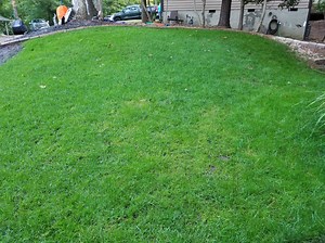 Another possible fungus during TTTF overseed