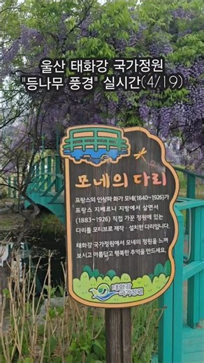 울산 "태화강 국가정원" 등나무(모네의 다리) 풍경 #울산여행 #등나무 #울산가볼만한곳 #태화강국가정원 #shorts #travel