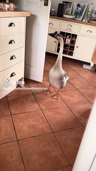 Meet Alfred, Our Newest Family Member