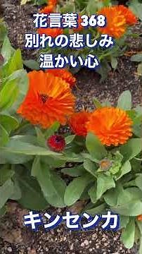 花言葉 368 キンセンカ
