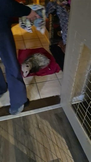 Opossum Tommy and his morning towel bath.