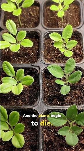 We Just Grew Food in Moon Dirt — A Breakthrough for Future Lunar Colonies #shorts