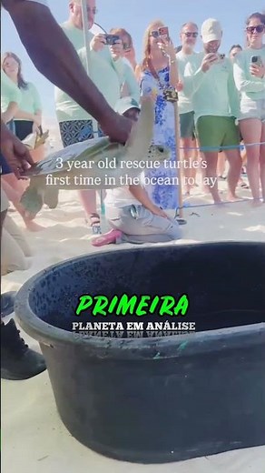 TARTARUGA MARINHA volta ao OCEANO após 3 anos e emociona quem acompanhou #Tartaruga #Natureza 🌊🐢