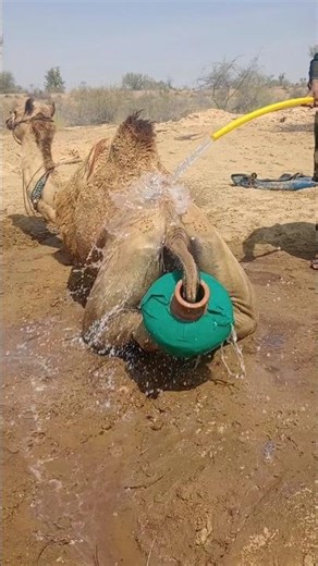 فِي صَحْرَاءِ سِيرَا، جَمَلٌ جَالِسٌ يُحَاوِلُ التَّخَلُّصَ مِنْ حِمْلٍ عَالِقٍ،