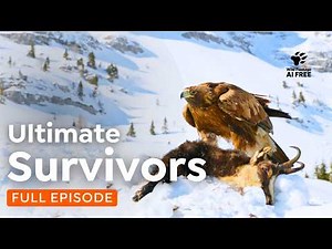 Extreme Environments: From Mountain Peaks to Jellyfish Lake | 4K Nature Documentary