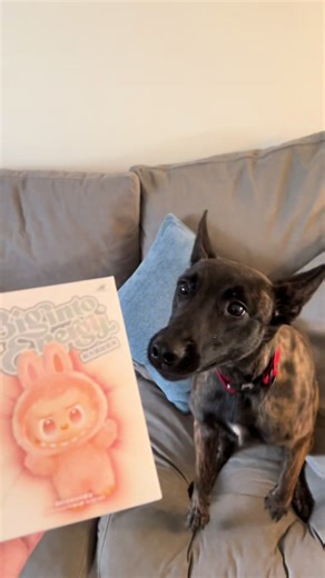 Expert Dog Training Tips for Belgian Malinois