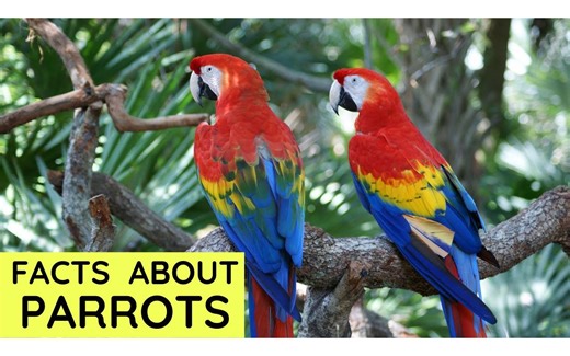Parrot Facts for Kids ｜ Interesting Educational Video about Parrots for Children