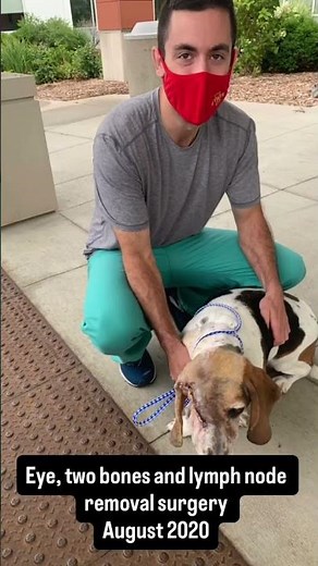 We never gave up! Basset hound with IVDD and salivary gland cancer - Fighter Flynn