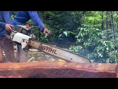 Extreme Tree Climbing Above Power Lines – Satisfying Chainsaw Cuts & Dangerous Angles