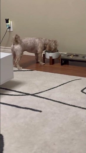 Why you should feed your dog once a day! #cute
