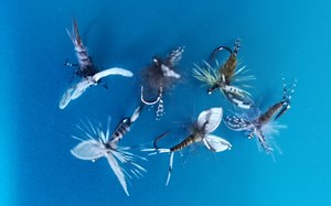 一大波翅膀向你袭来 手撕羽毛哪家强（上）