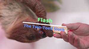 Want To Meet A Sloth?! 😍 Sloth Interactions Are Just $19.95! Book Your Spot Today 🦥 | SeaQuest Utah