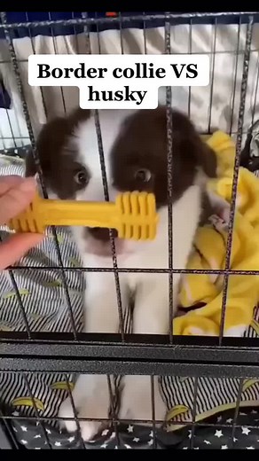 Huskyflashpaws on TikTok