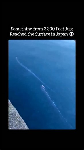 Insidee Out | 🌊The "Doomsday Fish" Has Surfaced in Japan Spotted in Fukui - the legendary Oarfish. In Japanese folklore, it's called Ryugu no Tsukai -... | Instagram