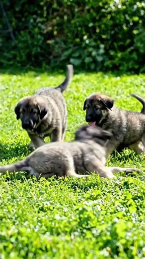 American Alsatian Puppies: Tiny Wolves or Gentle Giants? ‪@GlobalDogBreeds‬