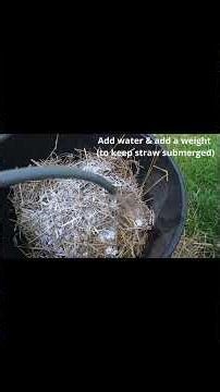 Cold Pasteurization Mushroom Grow Method - Full Video Linked Below