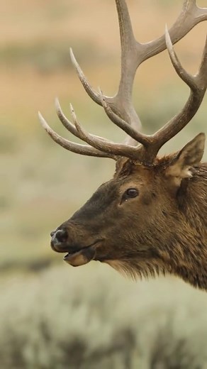 Elk Rut Season: A Spectacular Natural Show